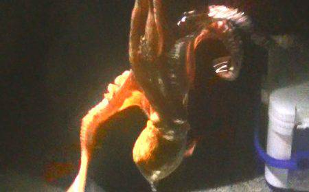 石津浜ではアオリイカ、湾内ではタコが好調